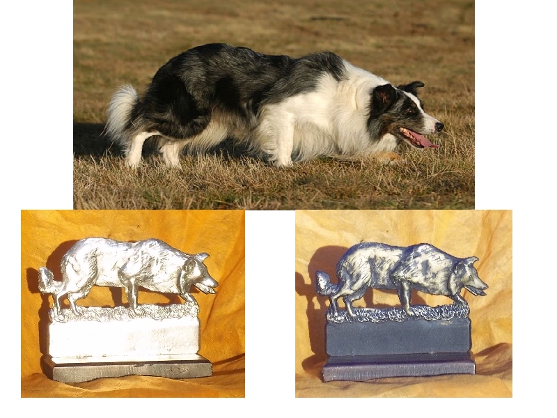 __wf__arquivos/imagens/border_collie_amostra.jpg